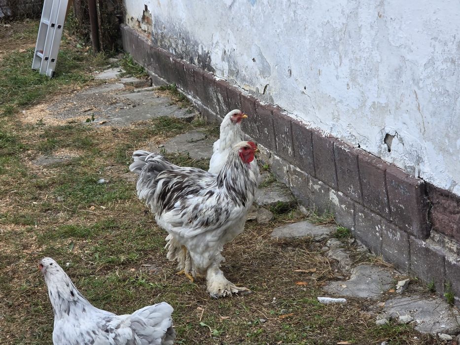 Gaini la flache brahma light