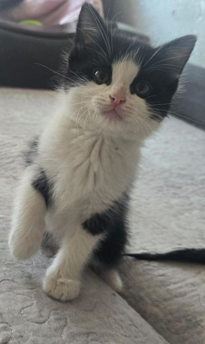 Отдам Котят  в добрые руки