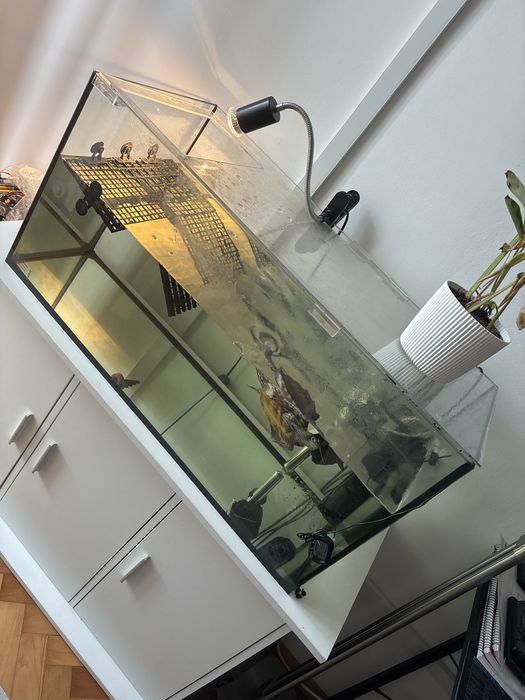 Testoasa Harta de Mississippi