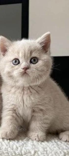 Скоттиш страйт со всеми принадлежностями