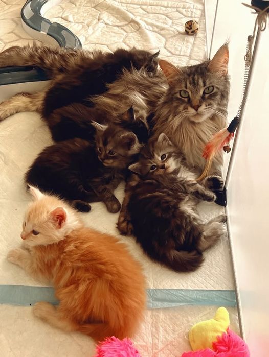 Передержка кошек