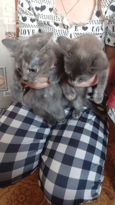 Отдам котят в добрые руки