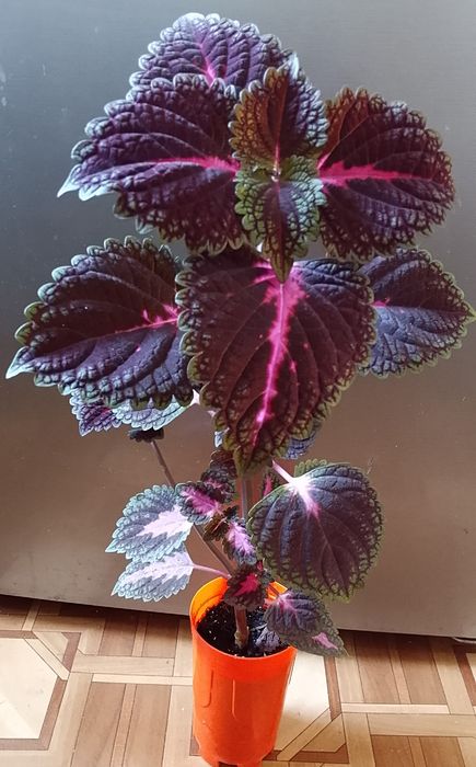 Колеус продаю. Колеус продаю.