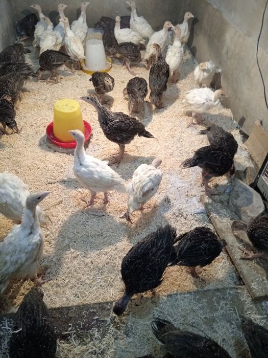 Big 6 kurka joʻjalari surxondaryo kurkachilik