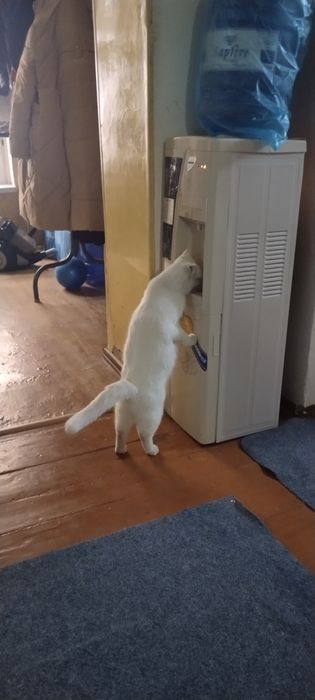 Продаются котята