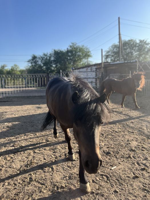 Продам пони кобыла и жеребец