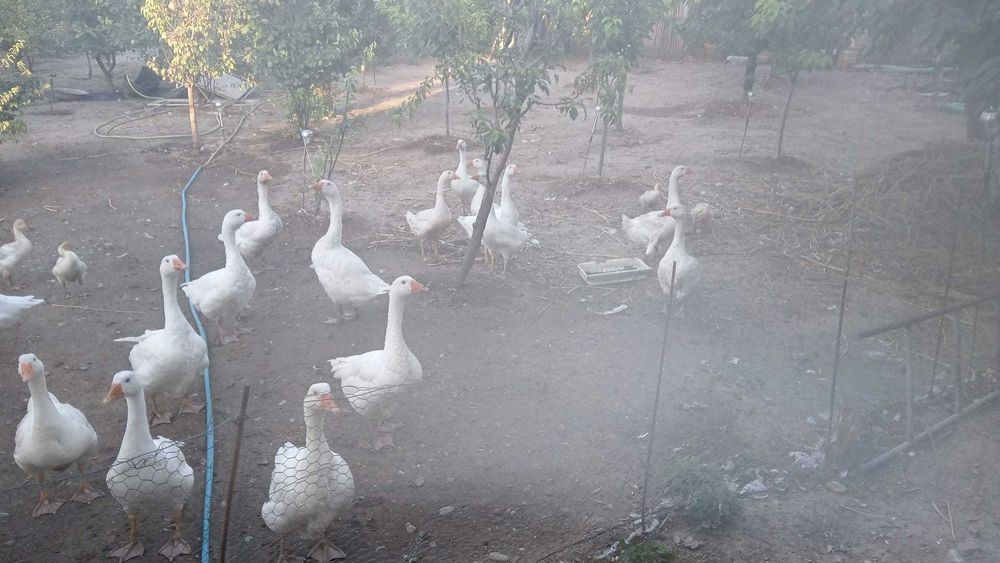 Vand Gaste crescute natural,Belciugatele 20 Km distanta de Bucuresti