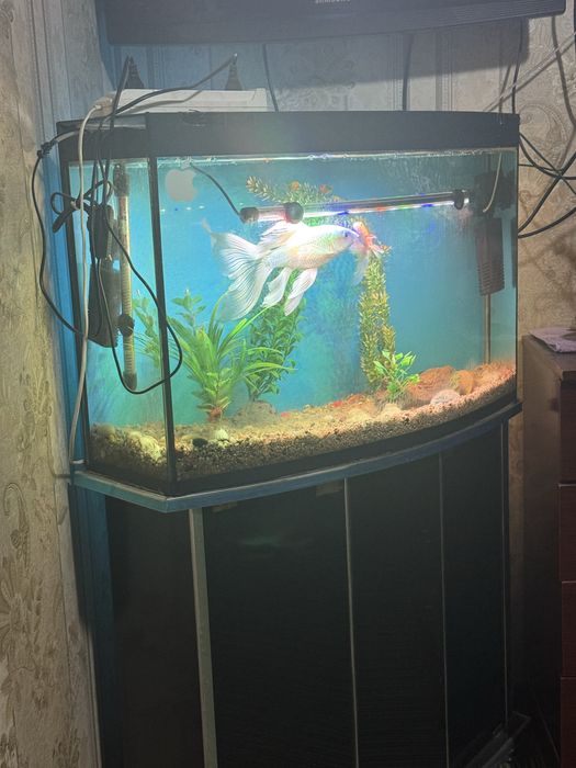 Аквариум с тумбой и полным комплектом