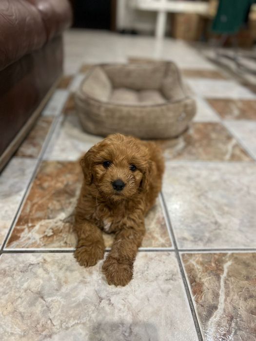 Unicat in Romania Goldendoodle F1b