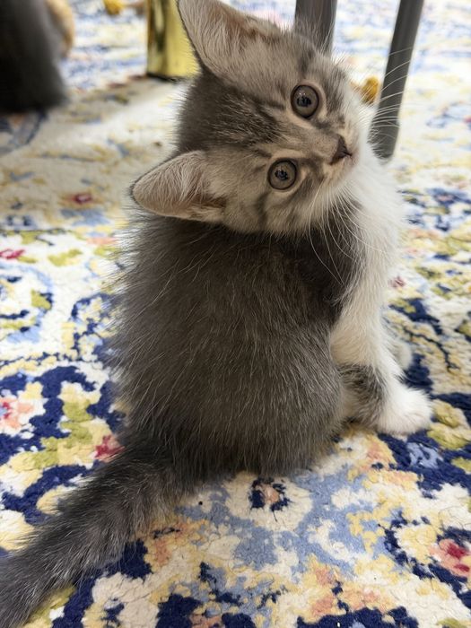 Котенок бесплатно