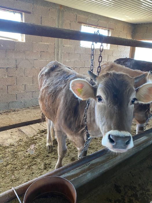 Продается телочки годовалые