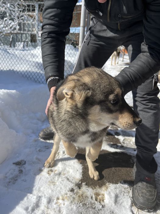 Щенок в добрые руки