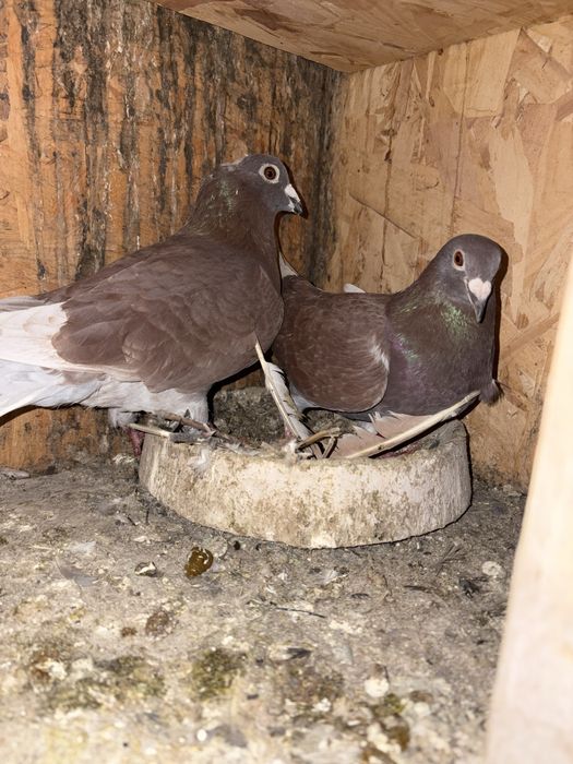 Vand o pereche de porumbeii voiajorii