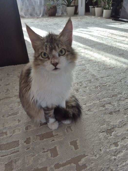 Отдам в добрые руки кошечку