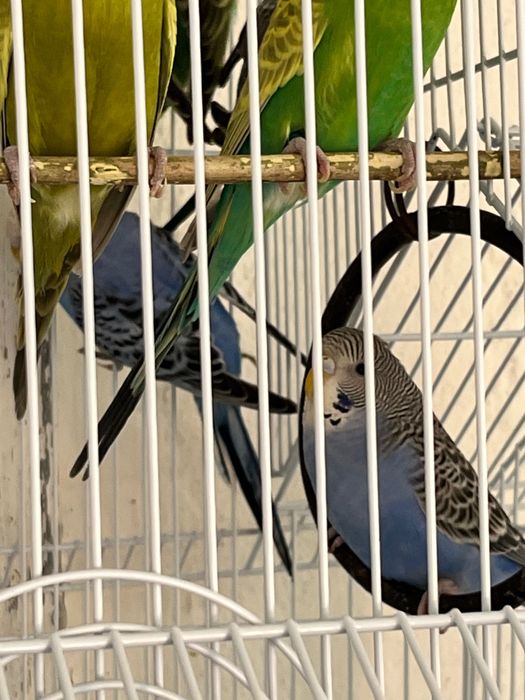 Papagali Perușii australiani