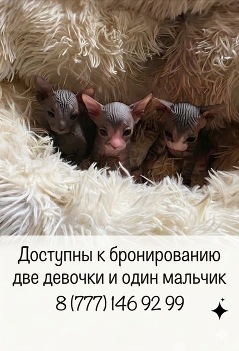 Продам котят канадского сфинкса