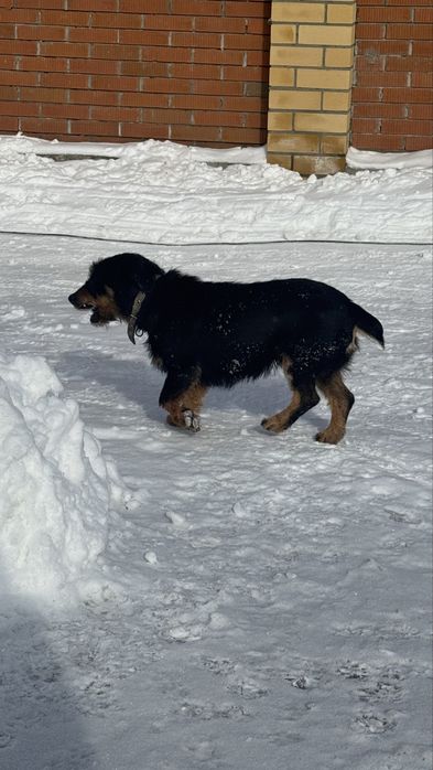 Продам ягдтерьер  девочка 2.6 года