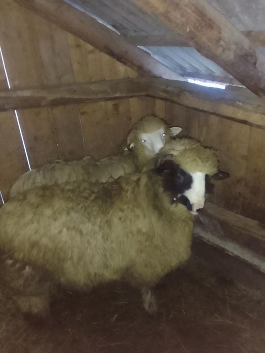 Noatin Brez de vânzare