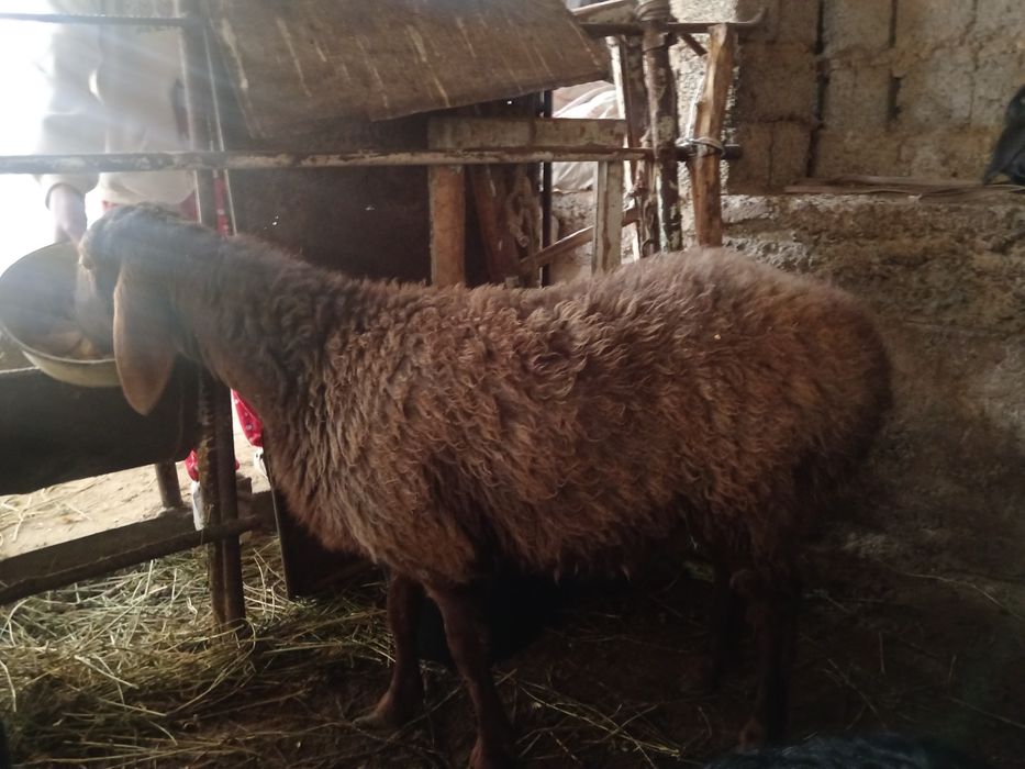 Urgochi nasli qirgiz sogliq qoy  ургочи