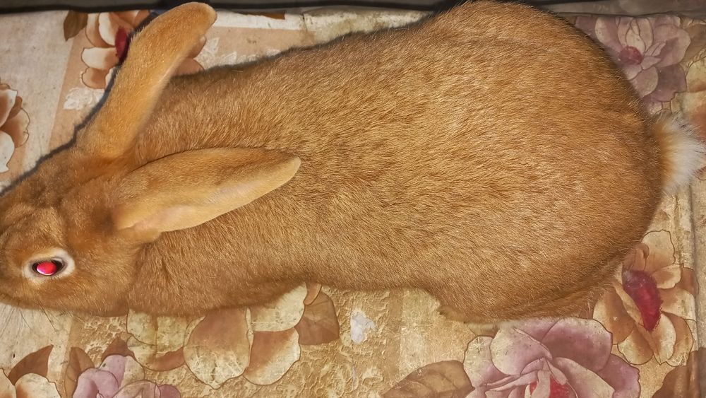 Продаётся самка Бургундия