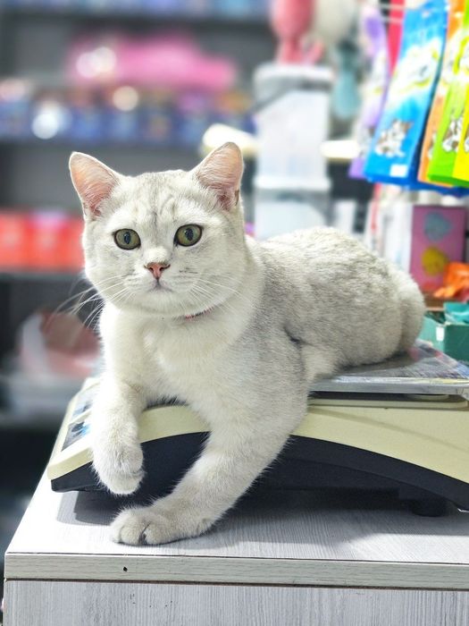 Porno olomon kamming bir mushuk