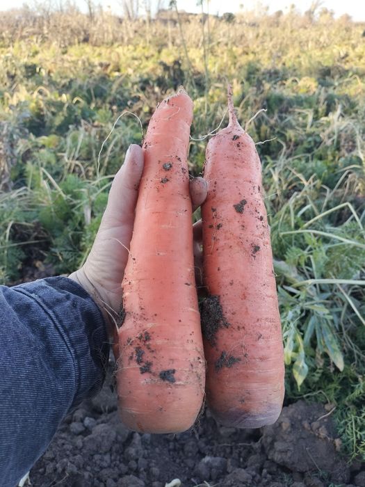 Капуста морковь домашняя!