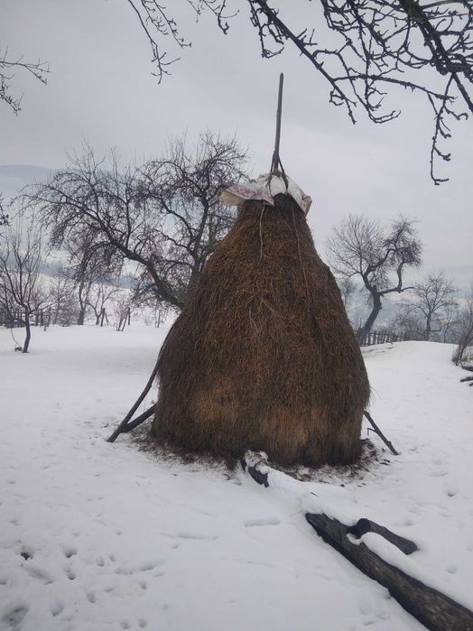 Otavă, lucernă, fân