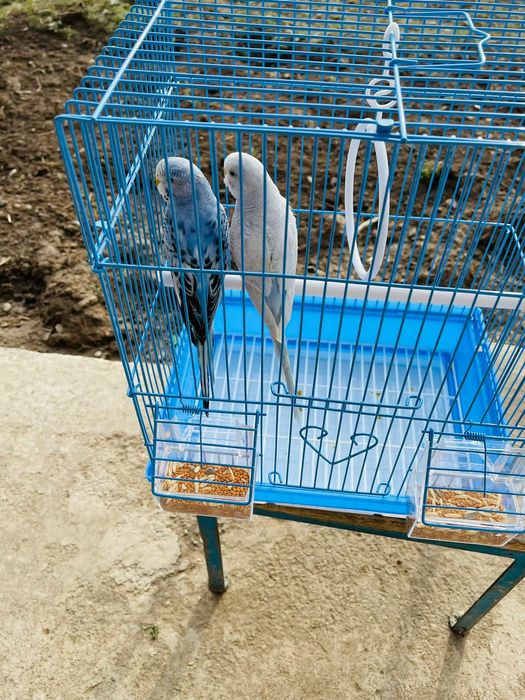 Продам пара попугай папугай