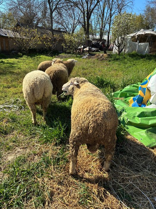 Berbecuti Il de France de monta