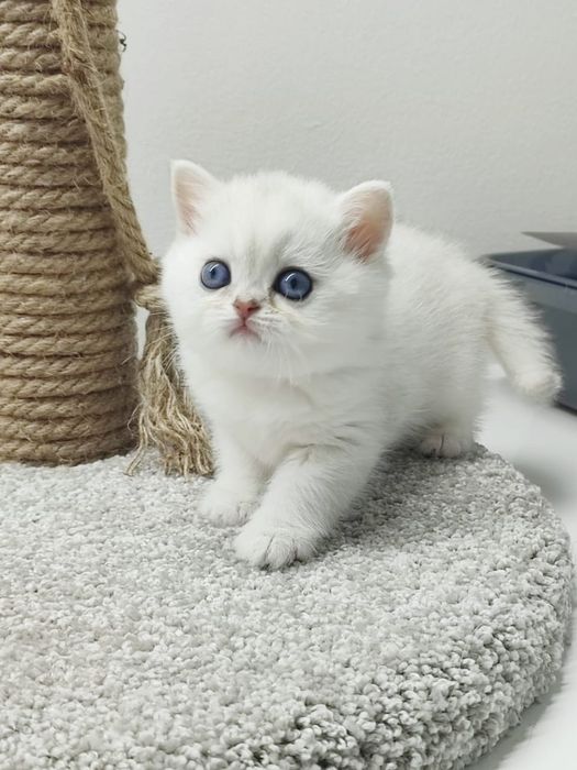 КоТик и коШечка БриТанСкие