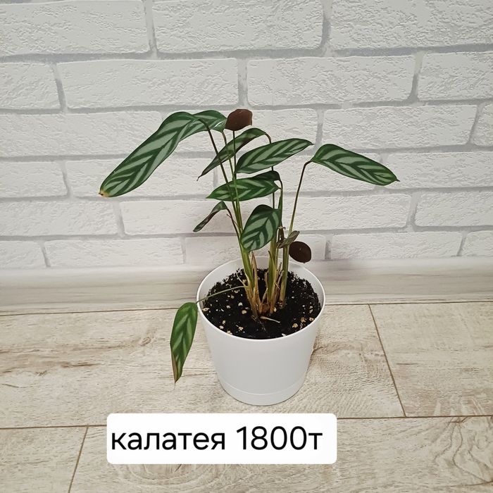 Цветы комнатные недорого