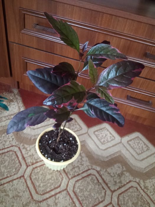 Пеперомия шефлера