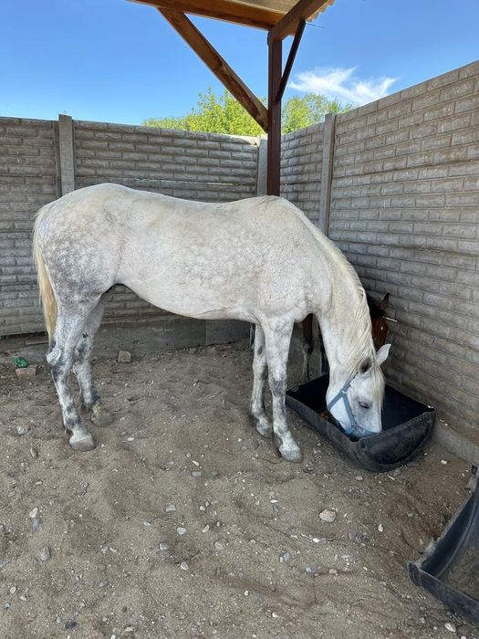 Лошадь с жеребенком