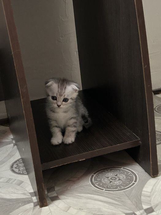 Продам шотланских котят