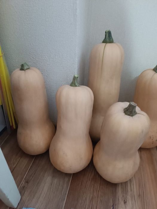 Продам дачную тыкву