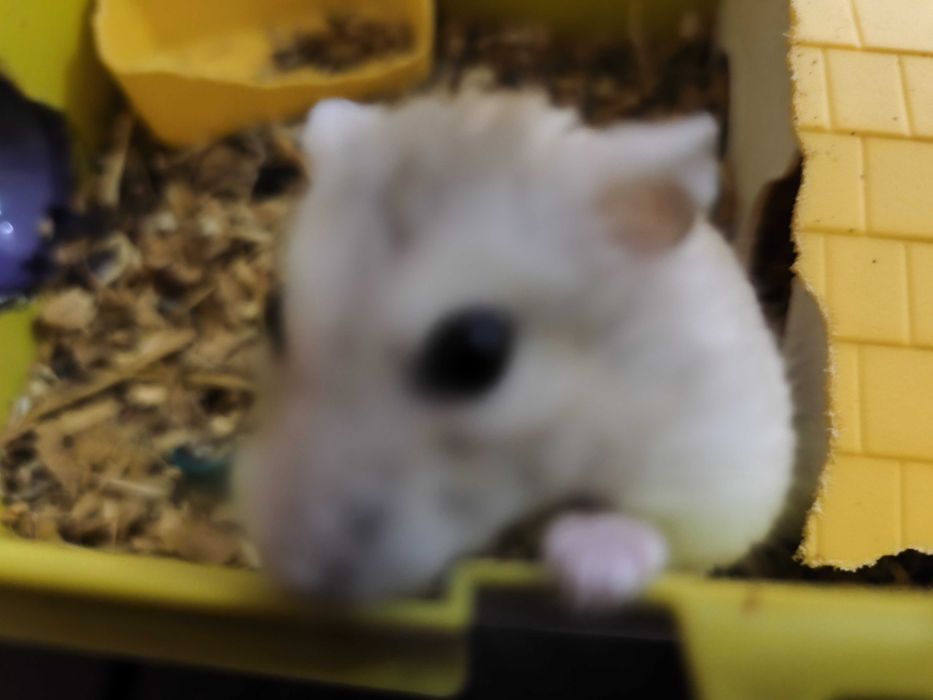 Hamster femelă în vârstă de un an