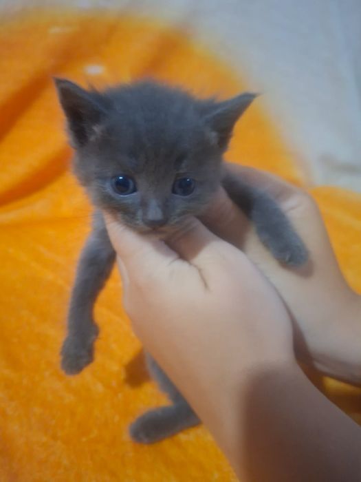 В добрые руки котята