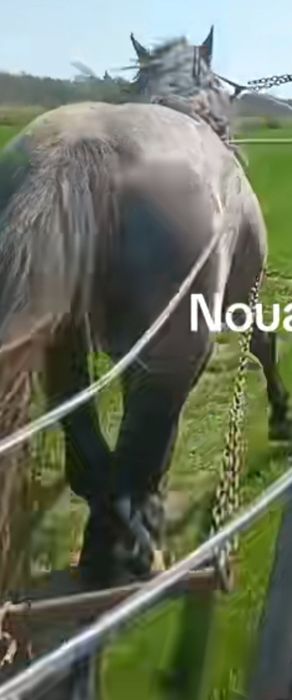 Vând armăsar de 4 ani