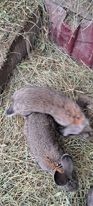 Vind iepuroaica de 2 ani uriaș german