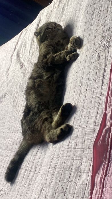 СРОЧНО Продам вислоушку