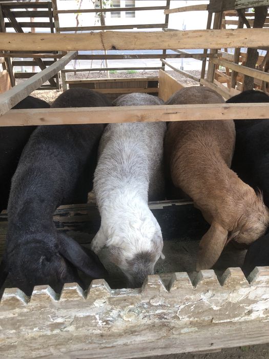 Toy Aqiqa va boshqa marosimlar uchun xonadonda boqilgan qochqorla bor