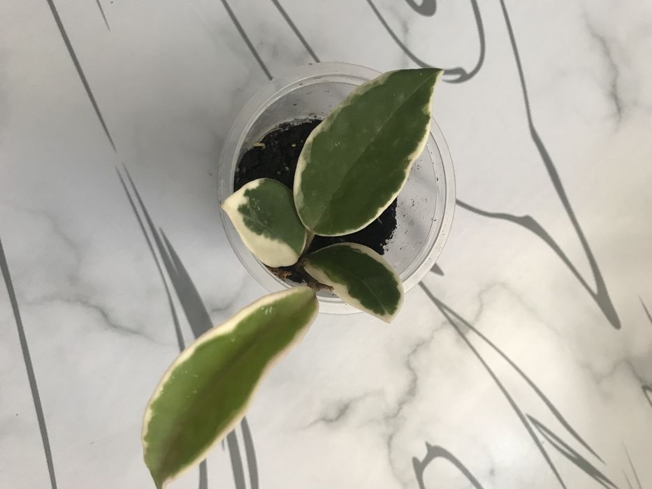 Экзотические хойи