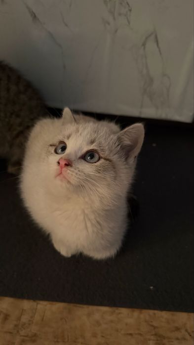 котята 2,5месяцев