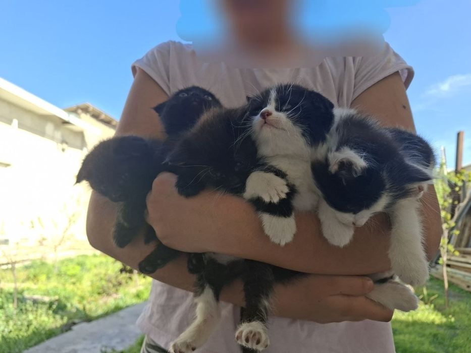 Котята вислоухие (Скоттиш Фолд)