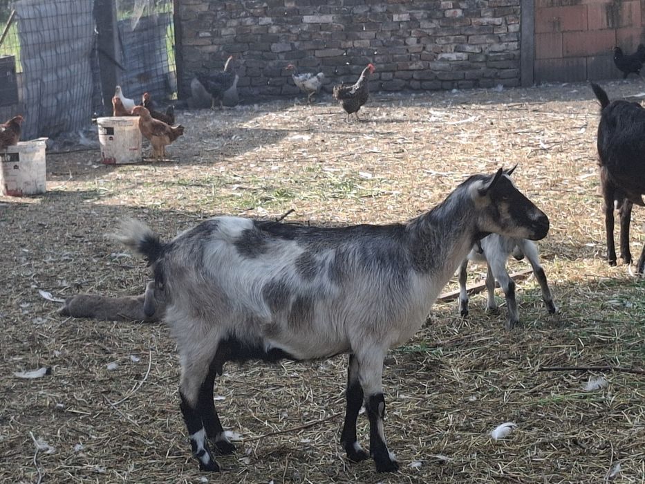 Disponimil urgent