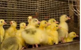 tovuq.sesarka.g'oz.o'rdak.brama.kurka