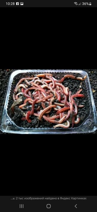 Черви для рыбалки