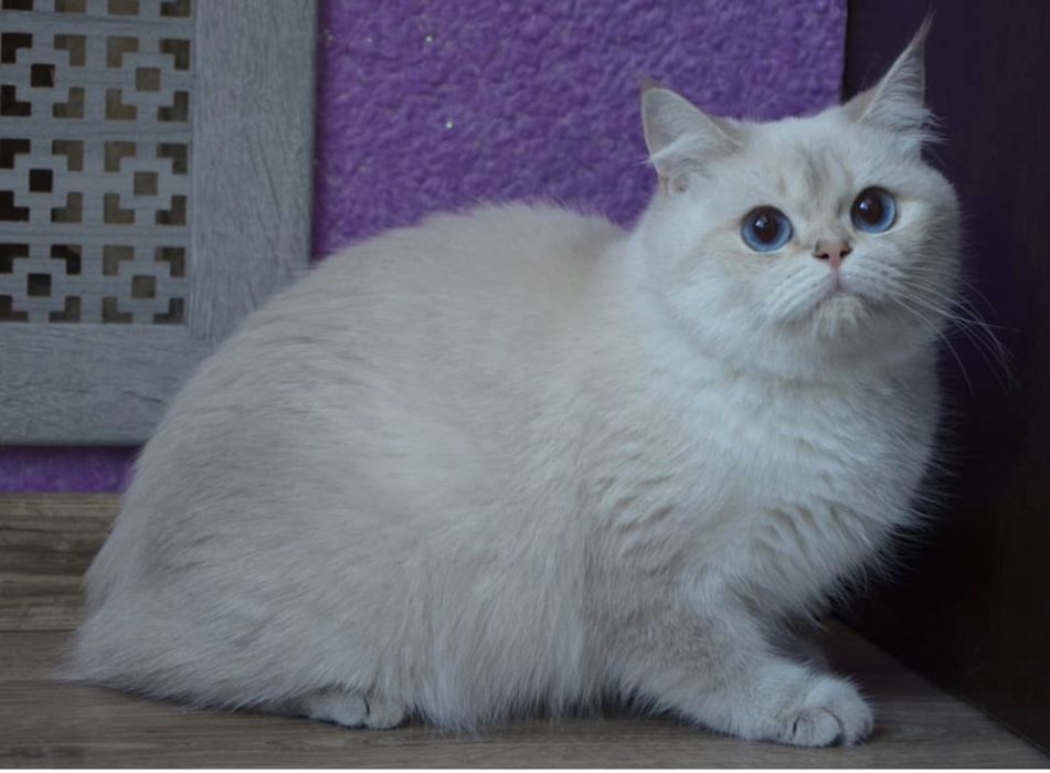 Золотой мальчик в колорном окрасе