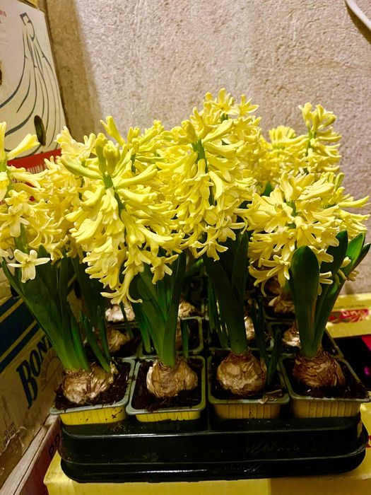 Зюмбюл за 8ми Март