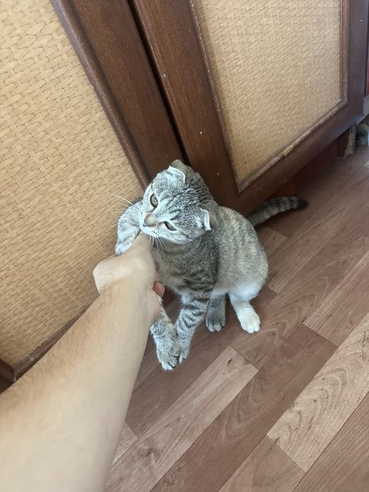 Вислауха котёнок